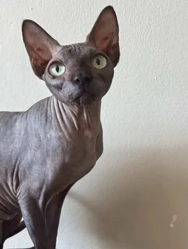 SPHYNX FÊMEA BLACK (NÃO CASTRADA) 