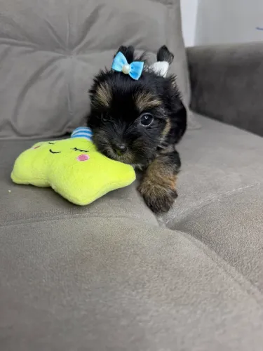 Yorkshire machinho