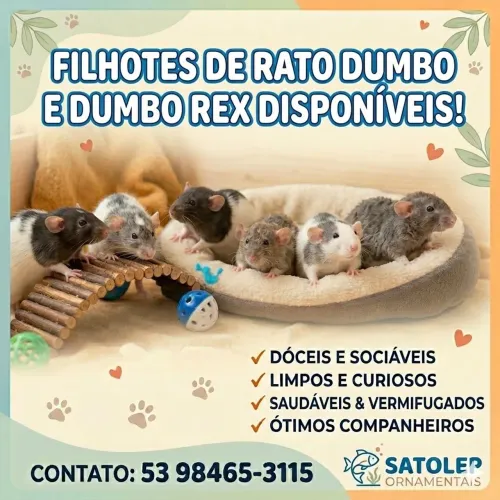Ratos Twister Dumbo