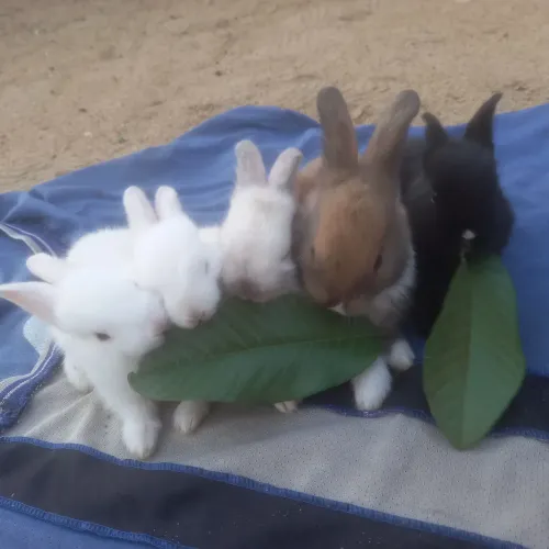 Coelhos filhotes 