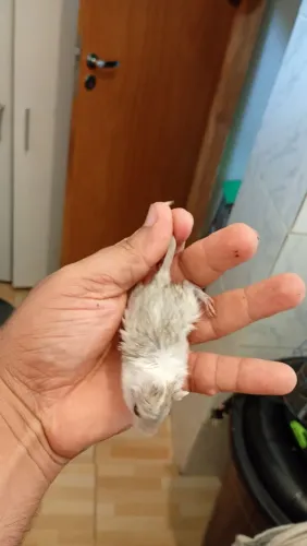 Gerbius esquilos da mongolia filhotes 
