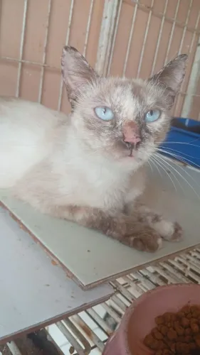 Doação Responsável Gata Castrada