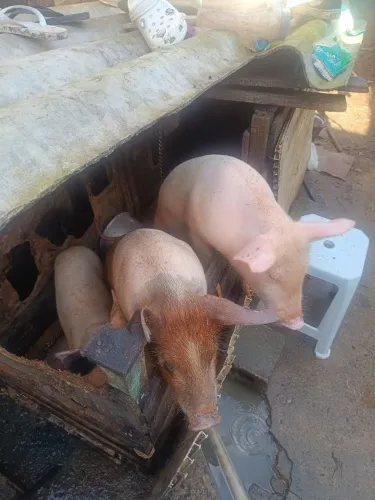 VENDO PORCOS