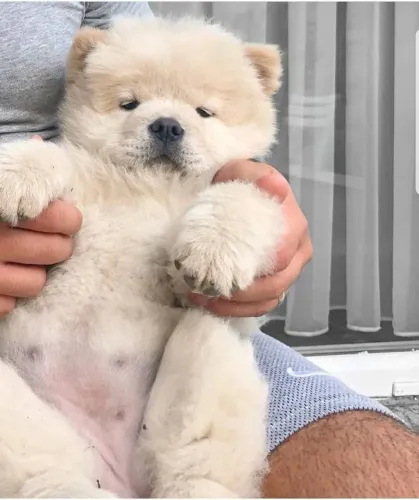 Filhotes de Chow Chow | Seu novo companheiro de momentos felizes!