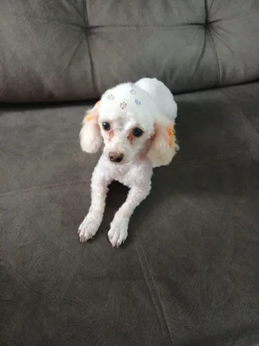 Vendo Poodle Fêmea 