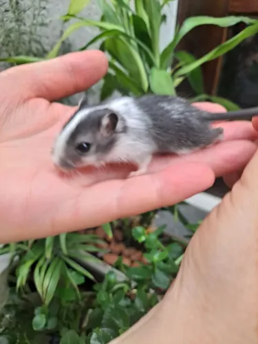 Lindos filhotes de Esquilo da Mongolia-Gerbil Mottled