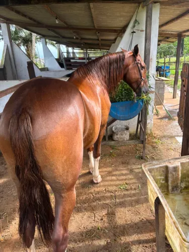 Cavalo mangalarga a venda