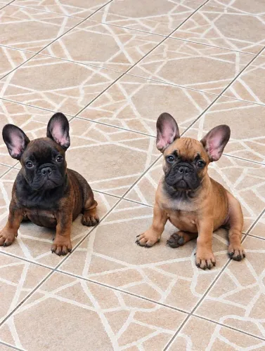 Vendo filhotes de Bulldog Francês