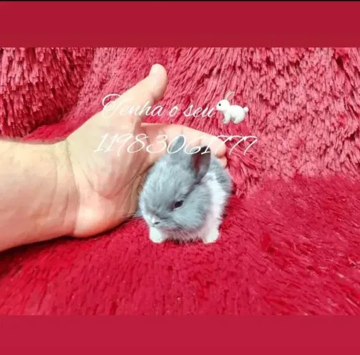 mini coelho alegra sua família