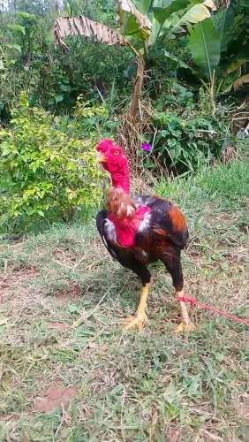 Frango 6 meses 