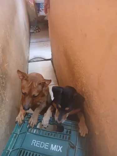 Cachorro  da raça  Pinscher 