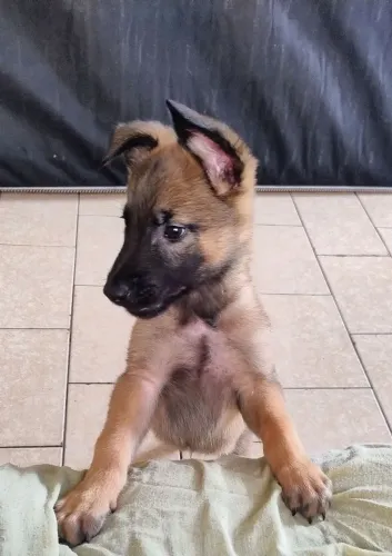 Filhote Pastor Belga Malinois