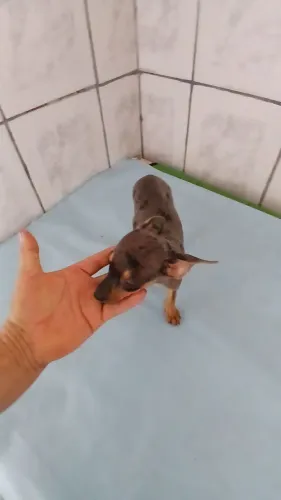 Pinscher Macho n1(Não respondo recado no chat)