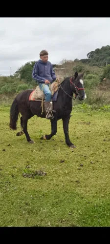 Pitiço criolo 