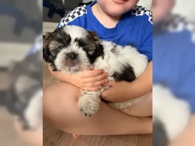 Filhotinhos Shih tzu/ shihtzu alegres e bem cuidados