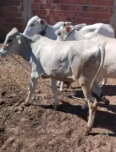 Gado