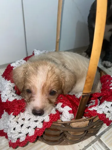 CACHORRINHOS, PROCURANDO SEUS PAPAIS