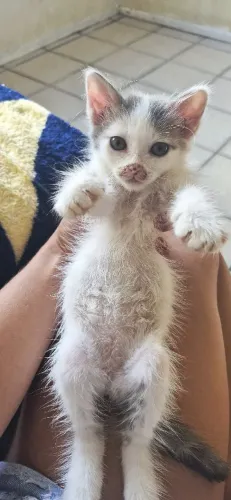 Adoção de gata