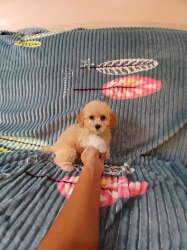 Poodle M.toy