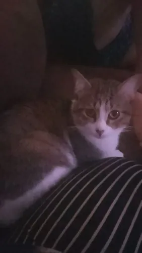 Gatos