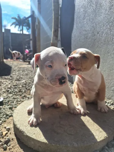Americam Bully 