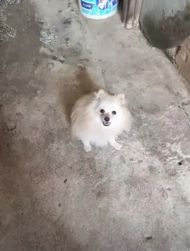 Lulu da Pomerania macho (anão)