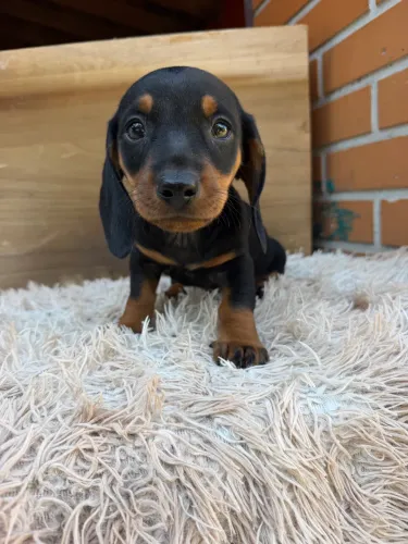 Dachshund macho