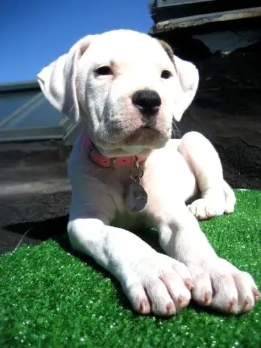 Dogo Argentino Machos e Femeas 