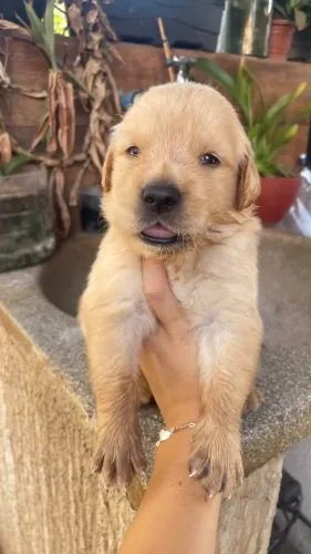 Golden Retriver 