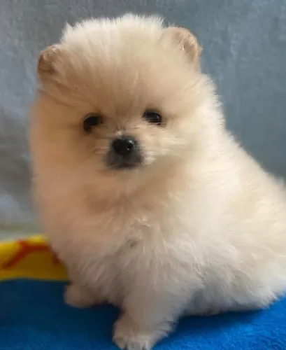 Cachorro Spitz Alemao filhote pequeno perfeito para companhia