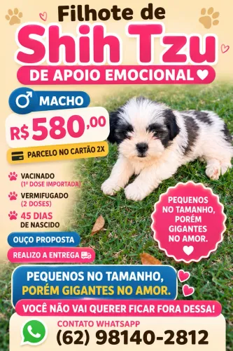Filhote de Apoio Emocional Shih tzu