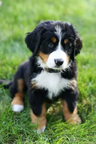 Bernese Mountain Um vínculo que se fortalece com presença