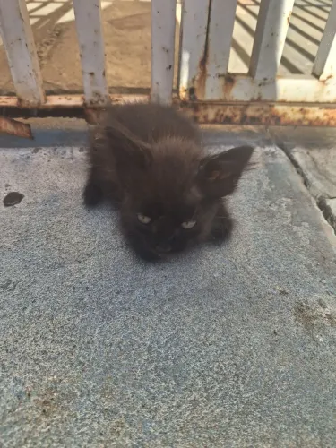 Gatinhos lindos