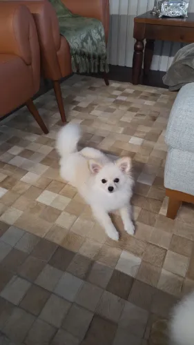 Fêmea 5 meses