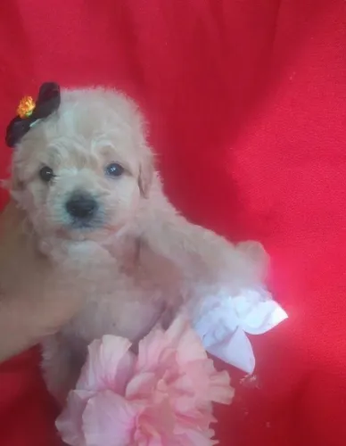 Poodle micro