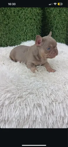 Bulldog francês mini