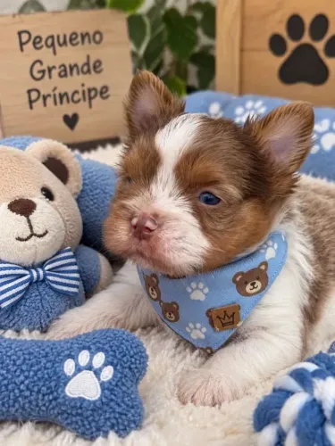 Magnifico filhote de Yorkshire merle lindo