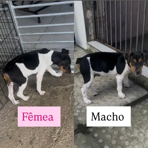 Fox Paulistinha - Terrier Brasileiro