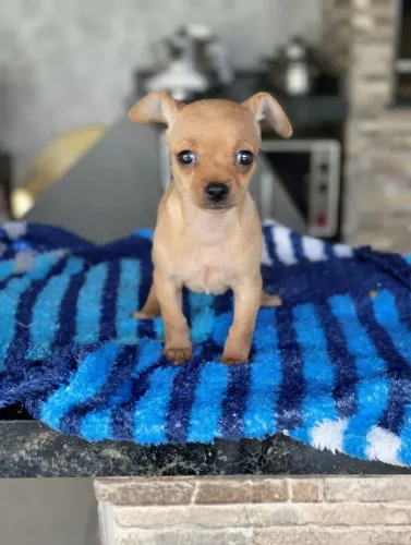 Filhote de Pinscher Fêmea