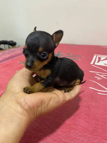 Pinscher zero fêmeas 