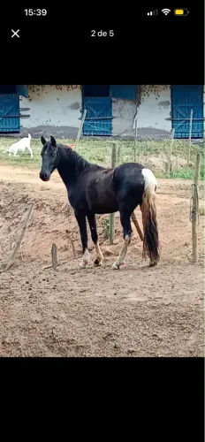 doação de cavalo