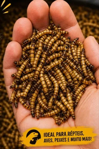 Tenébrios para alimentação