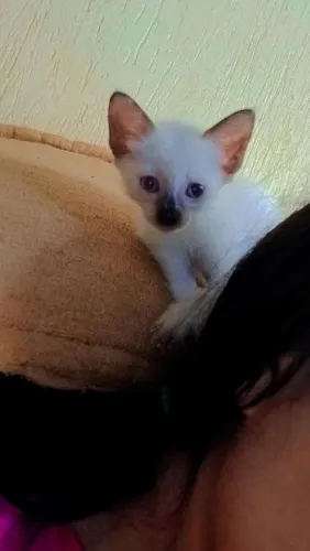Doa-se Gato