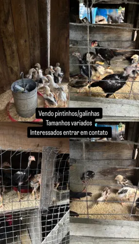 Galinhas