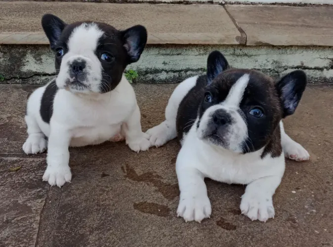 Bulldog Francês : Filhotes Diferenciados Puros