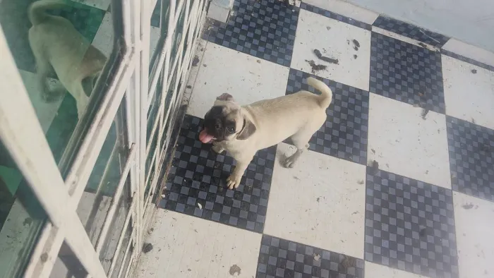 Vende_se um Pug