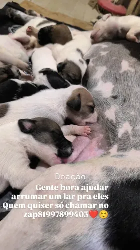 Doação, de cachorrinho pra um lar que cuide e zele por eles.