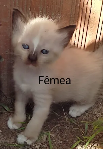 Filhotes de gato para doação 