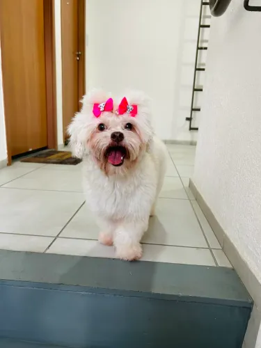 Cadela