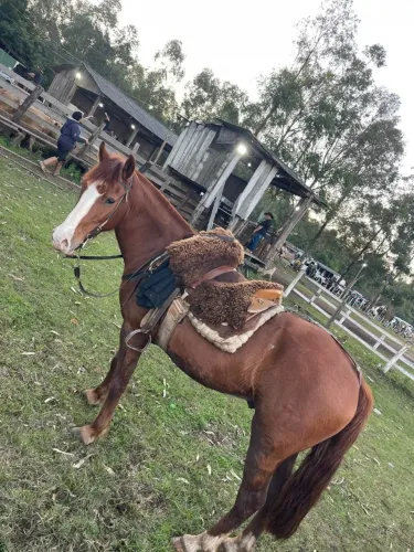 Vendo cavalo